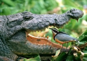 crocodile-plover