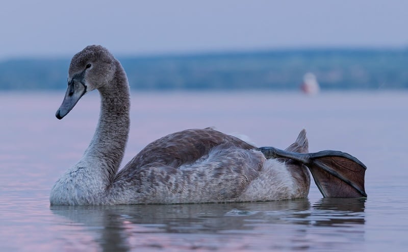 2020-year-grey-swans